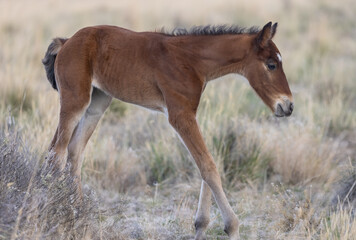 Fototapeta na wymiar Cute Wild Horse Foal in the Utah Desert