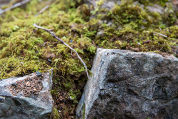 Fototapeta premium A close-up shot of a stone wall covered with moss