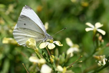 piéride du chou