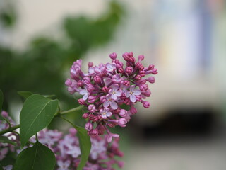 lilac flowers in the garden