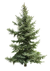 Fototapeta premium Beautiful evergreen fir tree on white background