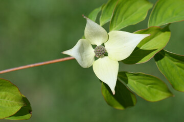 cornouiller du Japon