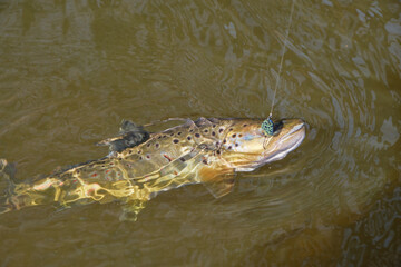 Trout caught in the forest brook.