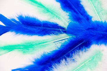 light fluffy bird feathers on a white background