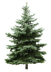 Beautiful evergreen fir tree on white background