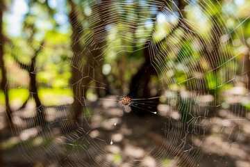 Spiny Orb Weaver Spider in its Texture and Pattern Web in the Woods