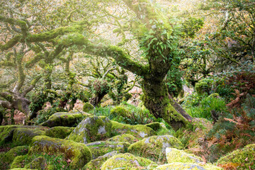 Ancient oak tree trunks growing out of mossy boulders in the famous Wistman's Wood, Dartmoor UK