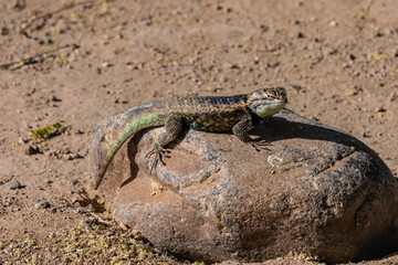 Desert Spiny Lizard (Sceloporus magister) Early Morning Sunning