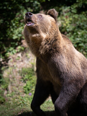 portrait of a bear on a forest background