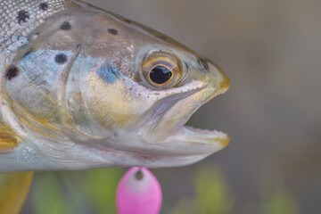 Trout caught in the forest brook.
