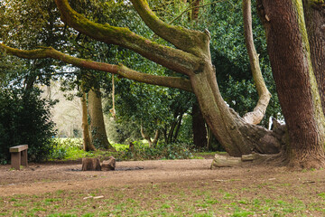 Campsite in the woods, Bristol