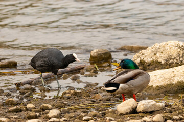 Duck at the lake of Constance in Switzerland 28.4.2021