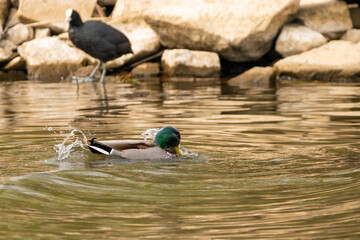 Duck at the lake of Constance in Switzerland 28.4.2021