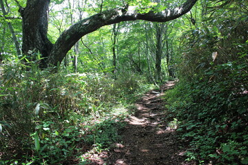 福島県の箕輪山から鬼面山への登山