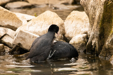 Two ducks having fun at the lake of Constance in Switzerland 28.4.2021