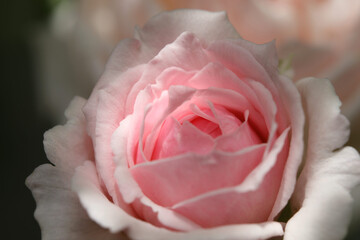 Delicate pink rose petals macro close up