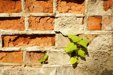 Old red brick wall with a green sprouted plant.   Close-up  defective old  brick wall. Copy space for your text.