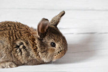 Close-up red rabbit sits on a gray background