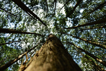 杉林を見上げたイメージ（4月撮影）