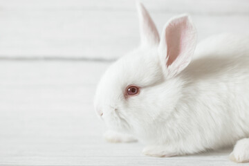 Obraz premium Close-up cute white rabbit sits on a gray background. Empty space for text.