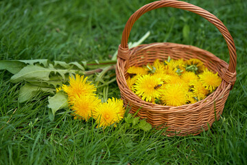 Fototapeta na wymiar Yellow dandelion flowers in wicker basket