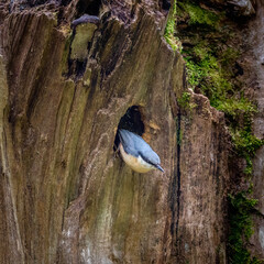 A nuthatch Sitta europaea busy in the area around its nesting hole in an old tree