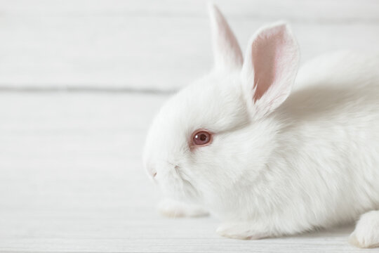 Close-up cute white rabbit sits on a gray background.  Empty space for text.