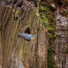 A nuthatch Sitta europaea busy in the area around its nesting hole in an old tree