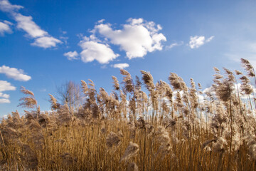 Fototapeta premium Field of tall dry grass Against the backdrop of blue sky and sunny weather.