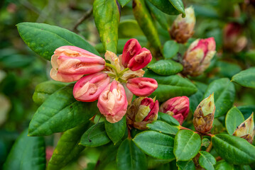 The rhododendron has just sprouted and is ready for summer
