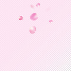Rose Petals Flying Confetti. Beautiful Premium Tender Pattern.