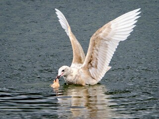 Seagull with piece of fish found in the water