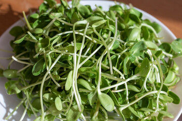 green young sunflower sprouts On a white plate