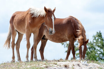Fototapeta premium Grand Turk Island Wild Horses