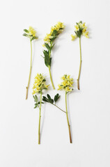 set of yellow flowers