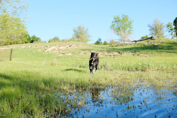 Obraz na płótnie Canvas Black pet dog running with stick through green grass of spring Texas landscape.