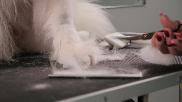 Close-up a female groomer cuts with scissors a Samoyed dog in groomer salon.