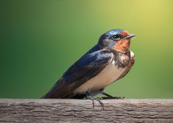 barn swallow 
