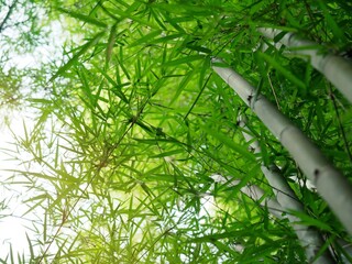 Bright green bamboo leaves with little shimmering.