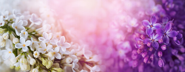 white and purple lilacs in the sun