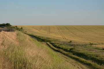 Fototapeta na wymiar Gold field. Agriculture.
