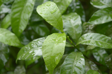 Falling Summer Monsoon Rain on Green Tree Plant leaf. Raindrop on leaves picture. Beautiful rainy season. Nature background. Close up. Stock Photo. Selective Focus on foreground.