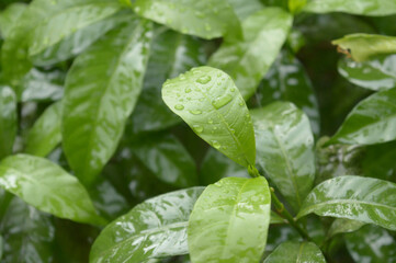 Falling Summer Monsoon Rain on Green Tree Plant leaf. Raindrop on leaves picture. Beautiful rainy season. Nature background. Close up. Stock Photo. Selective Focus on foreground.