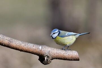 Blue tit sitting on a branch near forest in autumn
