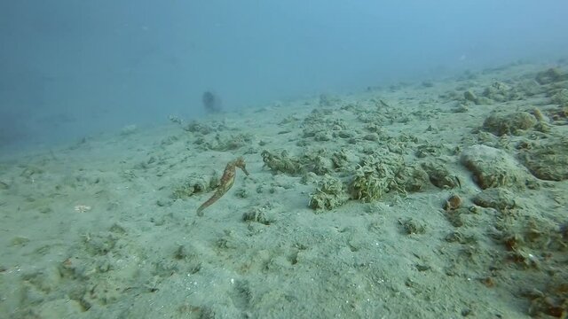seahorse swimming along a muddy ocean floor