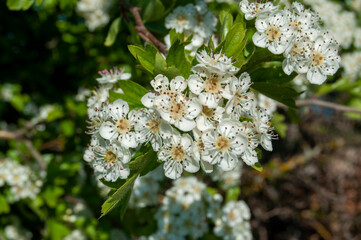 Flores de endrino en primavera