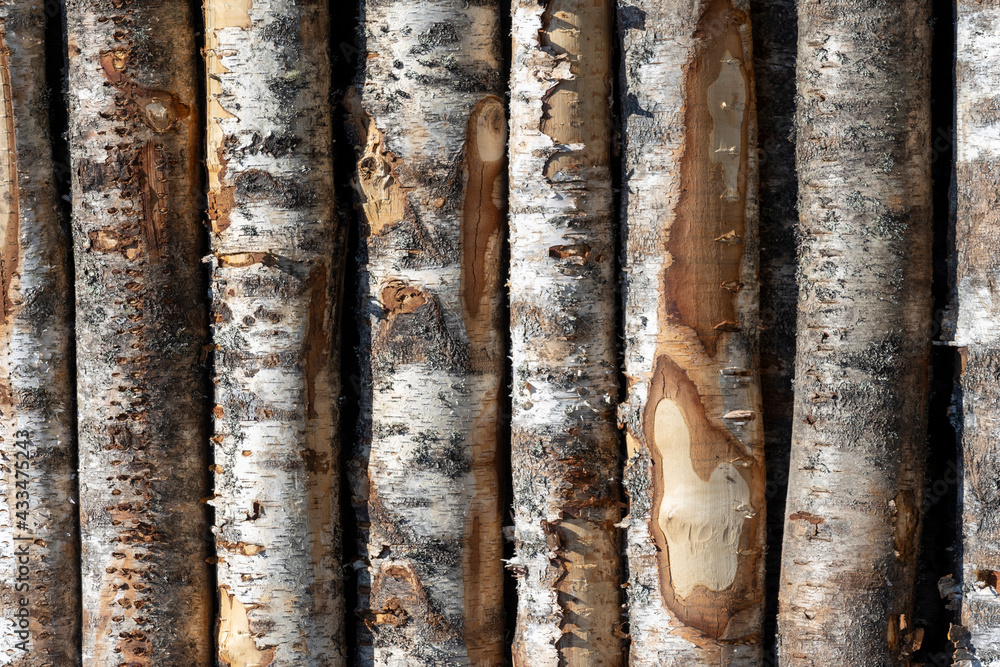 Poster birch logs in rows. the trees are stacked with stacks. timber