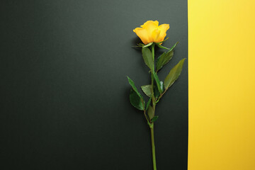 Yellow rose on trendy black and yellow colour block geometric background. Fashionable template in flat lay style with place for your text. Minimal mockup concept.