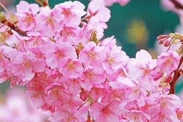 Spring Cherry blossoms, pink flowers.