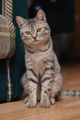 Black and white tabby cat with orange eyes. The cat is sitting on the floor near a sofa or chair. The animal looks down thoughtfully.